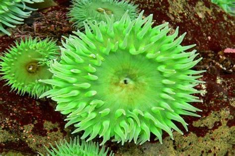 10 weirdest underwater plants ever discovered - Steamdaily