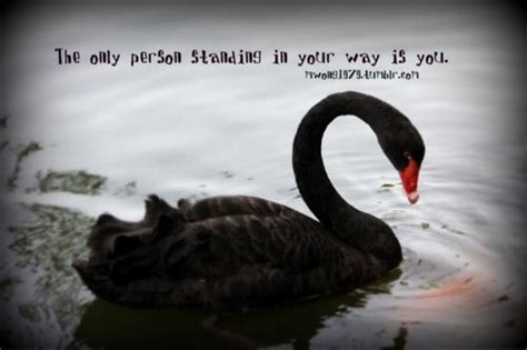 Swan Quotes. QuotesGram