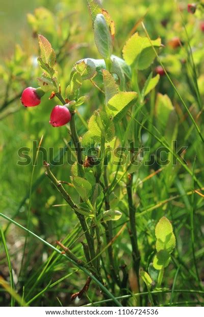 5 Vaccinium Myrtillus Serbia Images, Stock Photos & Vectors | Shutterstock