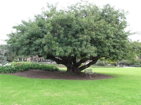 Full size picture of Brazilian Pepper Tree (Schinus terebinthifolius) | Pepper tree, Plants, Tree