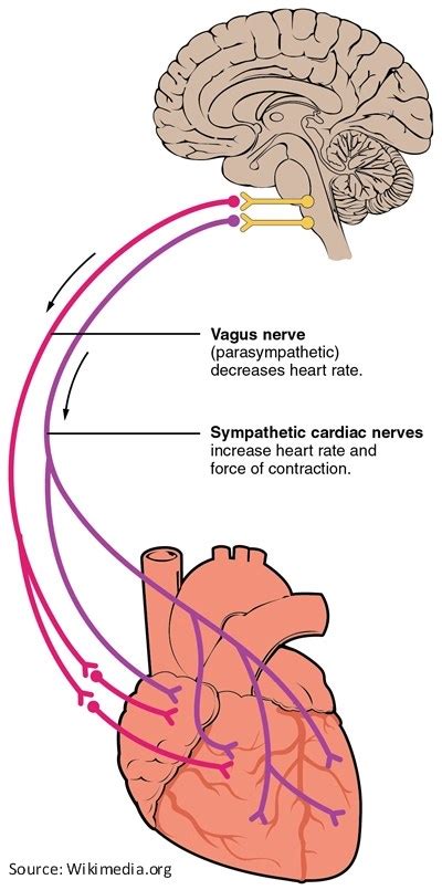 Illustration: The Vagal Nerve - Atrial Fibrillation: Resources for Patients