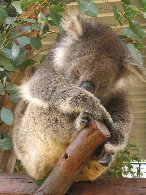 Free Sleeping koala Stock Photo - FreeImages.com