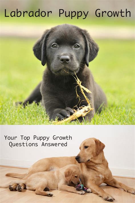 The Ultimate Labrador Puppy Growth Chart And FAQ