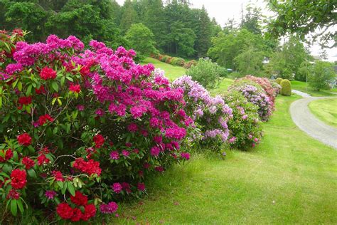 LAWN AND GARDEN: Rhododendrons -- so beautiful and yet so misunderstood | MLive.com