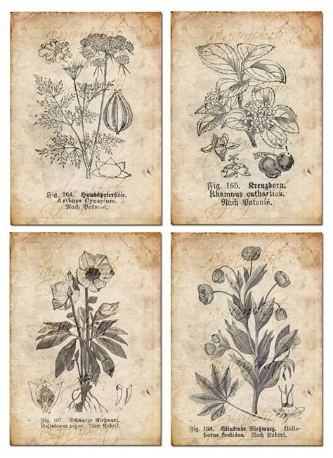 Vintage Botanical Floral Plants Old Paper Drawing Set of - Etsy