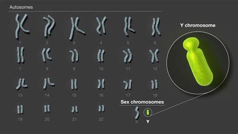 Researchers assemble the first complete sequence of a human Y chromosome | National Institutes ...