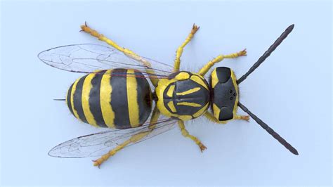 Southern Yellowjacket Wasp (Vespula Squamosa) - 3D Model by ...