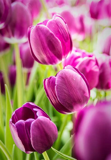 Purple Tulip Garden Photograph by Onyonet Photo Studios - Fine Art America