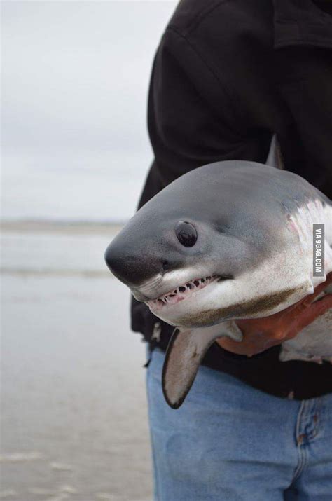 Cute Shark - 9GAG