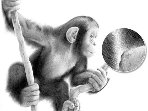 Monkey Pencil Drawing by Stevep67 on DeviantArt