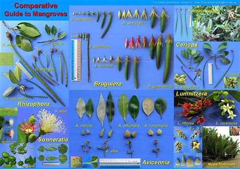 Restore Ubin Mangroves (R.U.M.) Initiative: Singapore mangroves