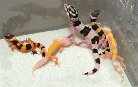 Eublepharis Macularius (Luipaard Gekko) Morphs Mixed – Heevis