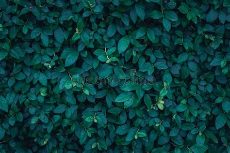 Dark green leaves texture stock image. Image of bright - 71944807