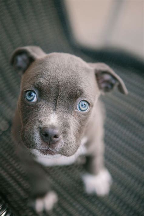 Pocket Pitbull puppy | Oliver | Pinterest