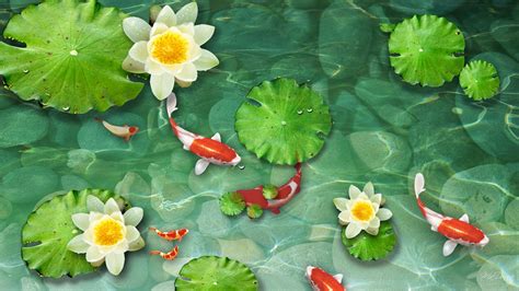 Koi Fish Pond Wallpaper Hd