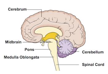 What is the Medulla? - Definition, Function & Location - Video & Lesson Transcript | Study.com