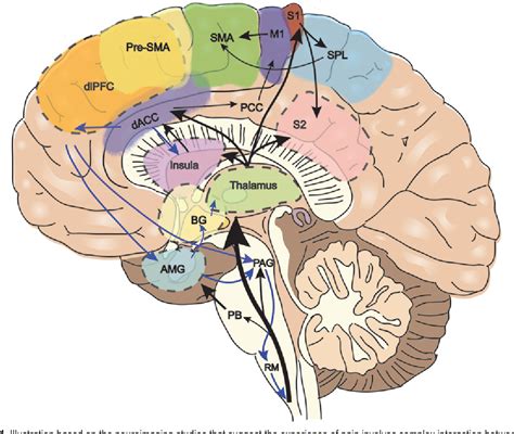 Figure 1 from Deep brain stimulation of the dorsal anterior cingulate ...