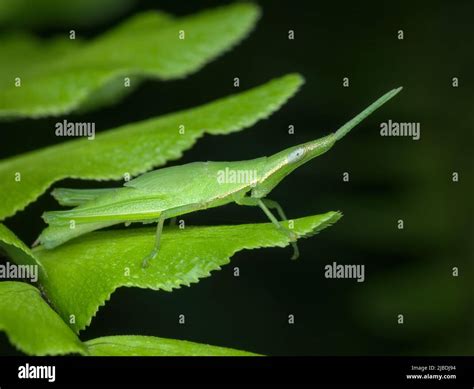 Long head grasshopper camouflage on the fern leaf Stock Photo - Alamy