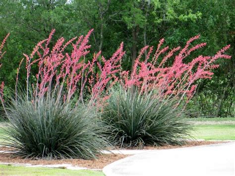 Grasses | Plants, Yucca plant and Garden grass