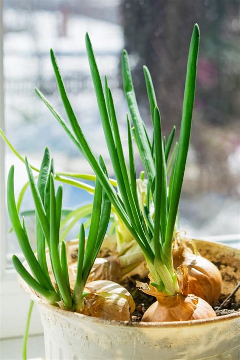 How to Grow Onions in Containers: Expert Tips and Techniques