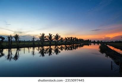 2,343 Sekinchan Paddy Field Images, Stock Photos & Vectors | Shutterstock