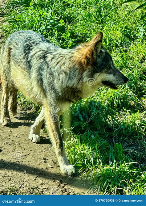 Mexican Wolf Dog Walking at Zoo Stock Photo - Image of called, mammal ...