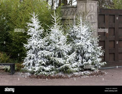 Christmas tree with fake snow, three in a row Stock Photo - Alamy