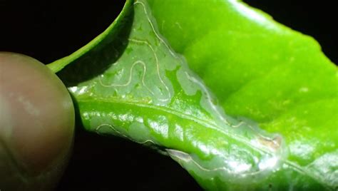 Citrus leafminer (Phyllocnistis citrella) | The WFSU Ecology Blog