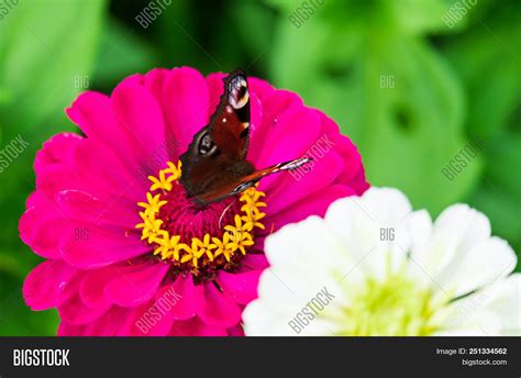 Butterfly On Red Image & Photo (Free Trial) | Bigstock