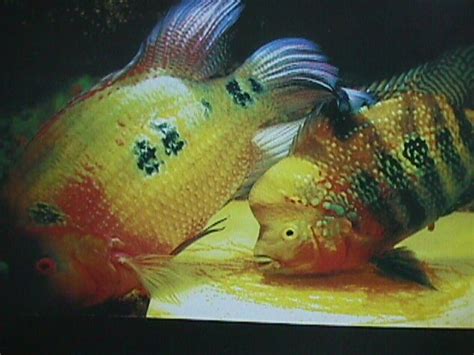 Flowerhorn The Hybrid Cichlids: The Breeding Behavior Of Flowerhorn