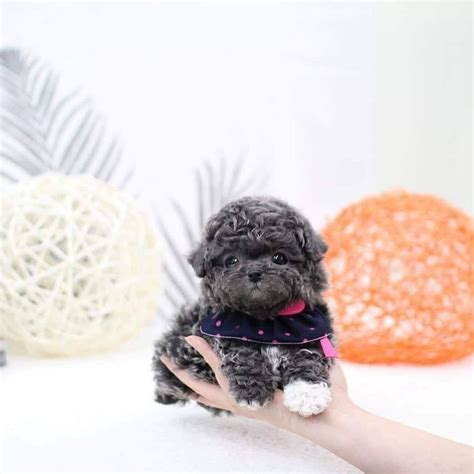 Black teacup poodle in 2021 | Miniature poodle puppy, Poodle puppy ...