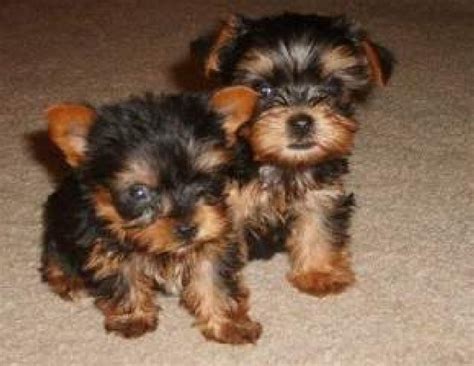 Teacup yorkie puppies for free home adoption