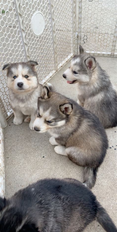 Alaskan Husky Puppies For Sale | Pomona, CA #297299