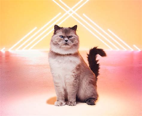 Meet The Supurrstars Behind The Meow Mix® ReMix Commercials