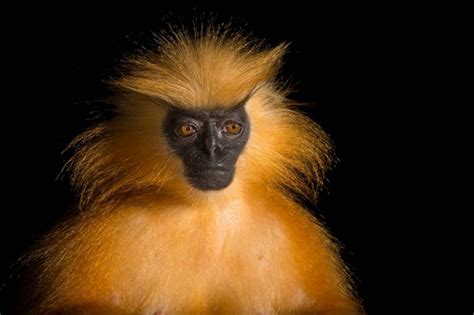 ANI099-00054 - Joel Sartore