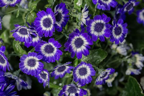 How to Grow and Care for Cineraria