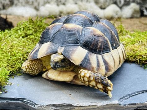 Marginated Tortoise for Sale | 100% Original Price & Diet | Reptile Base