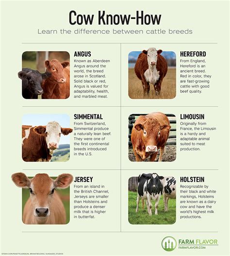 Various Breeds Of Cows Chart, Svg, Png, Jpg | lupon.gov.ph