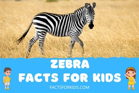 20 Zebra Facts For Kids That Will Baffle You – Facts For Kids