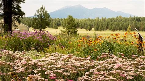 12 Best Things to do in Flagstaff| Tripolut