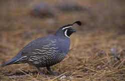 California State Bird & Avifaunal Emblem: California Valley Quail