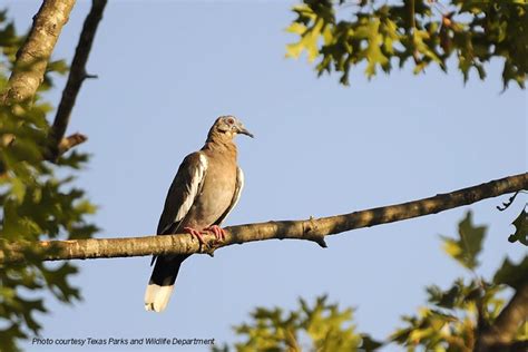 Good dove season expected across Texas - Texas Farm Bureau