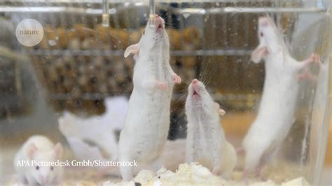 ‘Pregnant’ male rat study kindles bioethical debate in China - Science ...