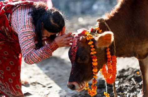 Blessings of the Bovine The cow is worshiped in India and Indians revere the animal. Cow’s milk ...