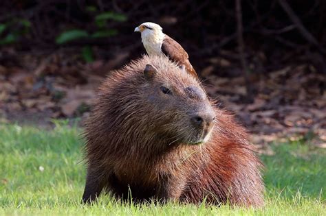 Capybaras: the world’s largest rodents