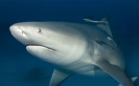 Interesting Bull Shark Facts (Carcharhinus leucas)