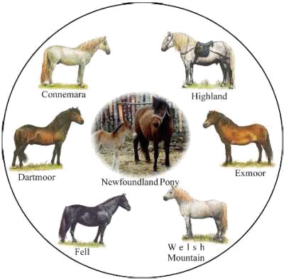 Equiworld - The Newfoundland Pony - Horse and Pony Breeds - Equestrian ...