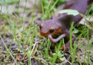 What do newts eat? (Diet, Facts & Feeding Tips)