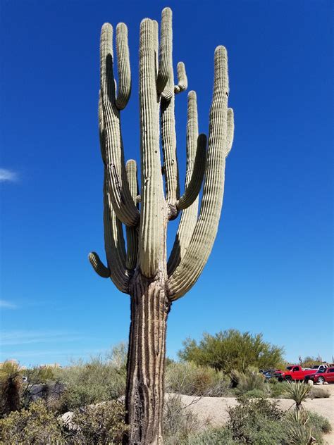 Cactus - Arizona | Idee