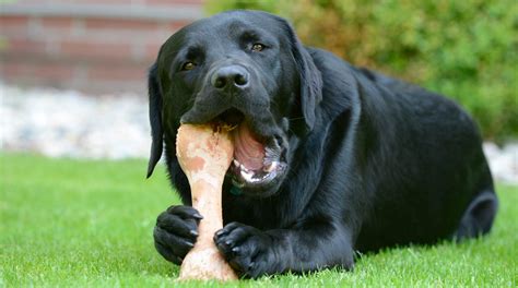 ¿Debería darle huesos a mi perro?